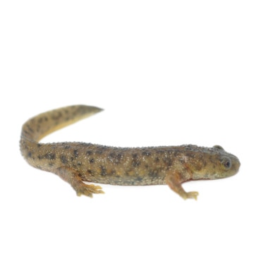Sharp Ribbed Newt